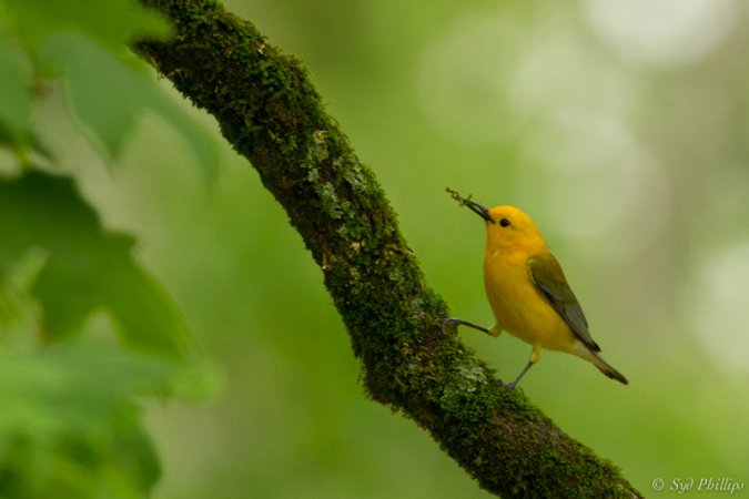 Photo (18): Prothonotary Warbler