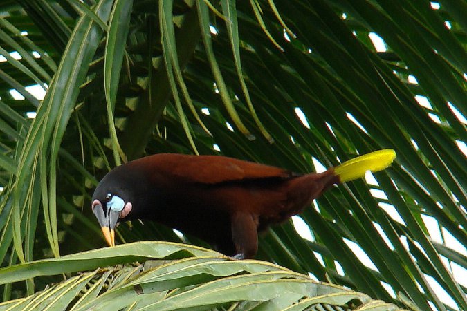 Photo (6): Montezuma Oropendola