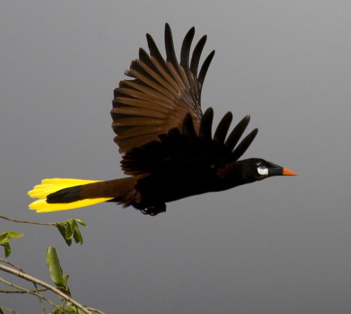 Photo (2): Montezuma Oropendola