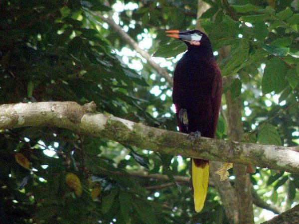 Photo (18): Montezuma Oropendola