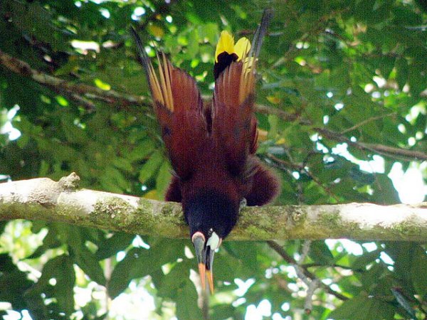 Photo (11): Montezuma Oropendola