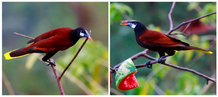 Photo (1): Montezuma Oropendola