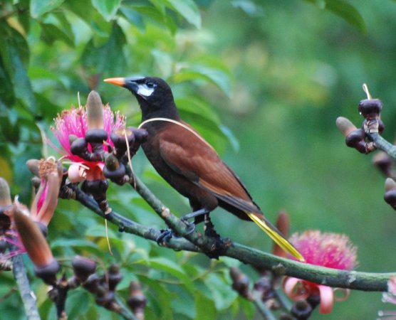Photo (5): Montezuma Oropendola