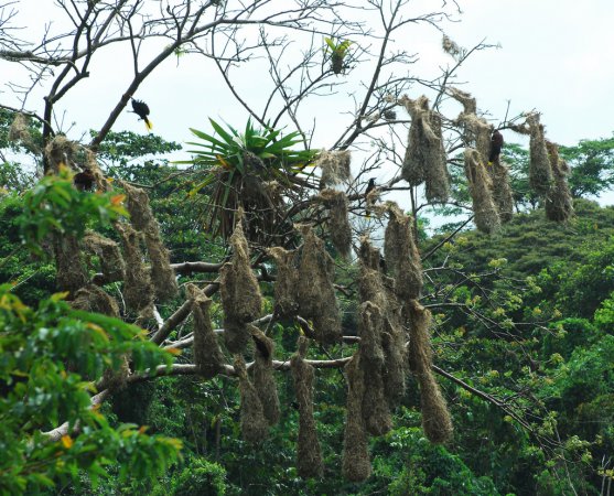 Photo (21): Montezuma Oropendola