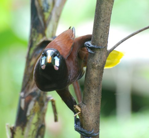 Photo (8): Montezuma Oropendola