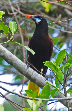 Photo (15): Montezuma Oropendola