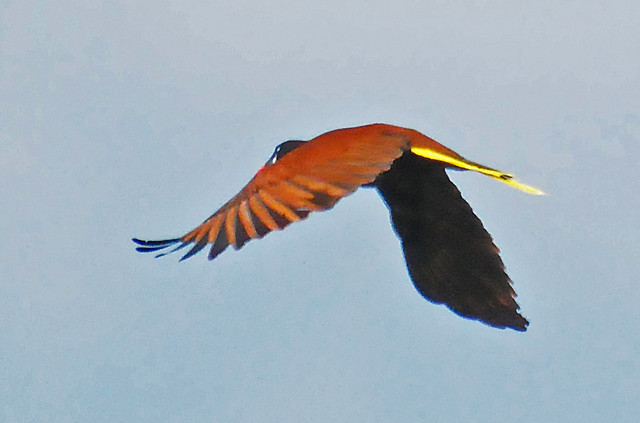 Photo (16): Montezuma Oropendola