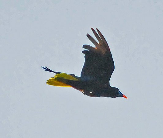 Photo (19): Montezuma Oropendola