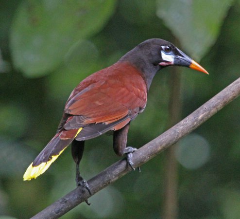 Photo (3): Montezuma Oropendola