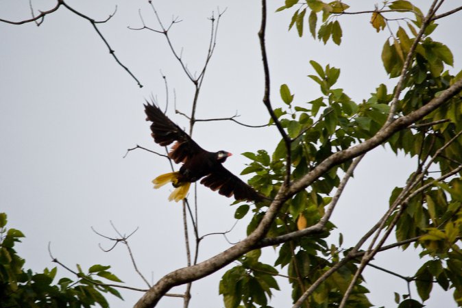 Photo (20): Montezuma Oropendola