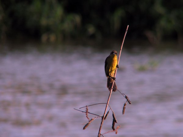 Photo (1): Warbling Doradito