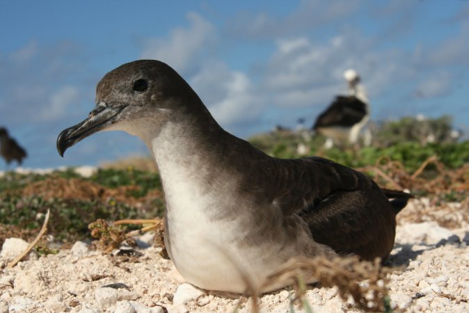 Photo (1): Wedge-tailed Shearwater