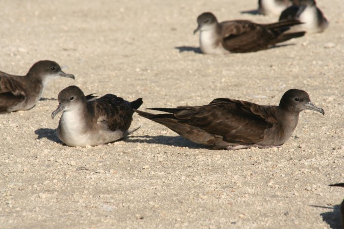 Photo (2): Wedge-tailed Shearwater