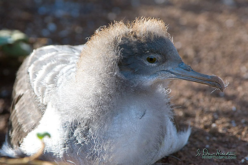 Photo (3): Wedge-tailed Shearwater