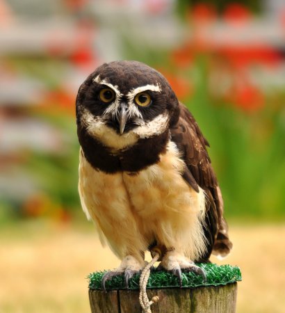 Photo (1): Spectacled Owl