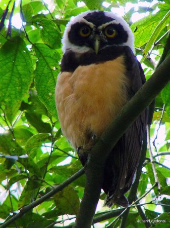 Photo (13): Spectacled Owl