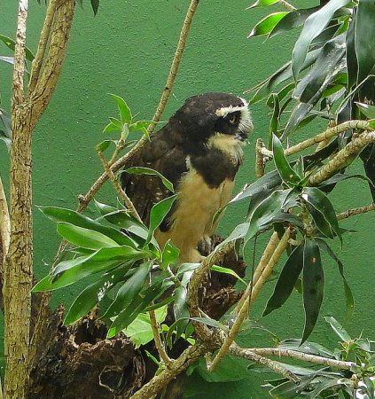 Photo (15): Spectacled Owl