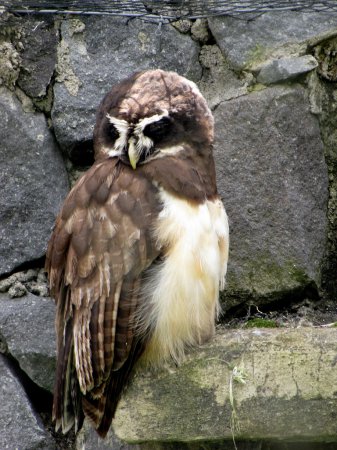 Photo (4): Spectacled Owl
