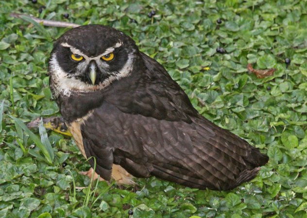 Photo (10): Spectacled Owl