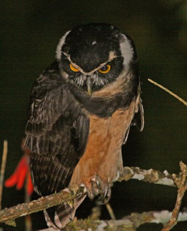 Photo (14): Spectacled Owl