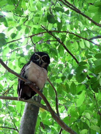 Photo (2): Spectacled Owl
