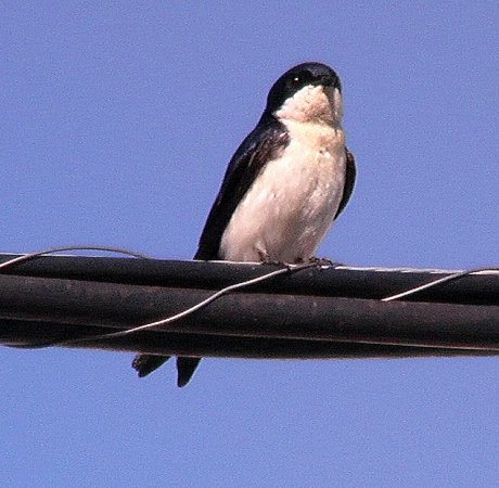 Photo (10): Blue-and-white Swallow