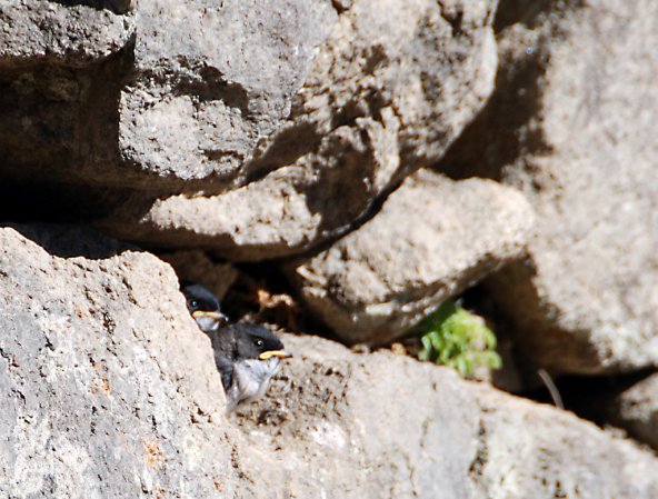 Photo (16): Blue-and-white Swallow