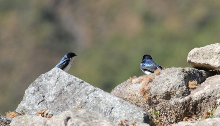 Photo (4): Blue-and-white Swallow