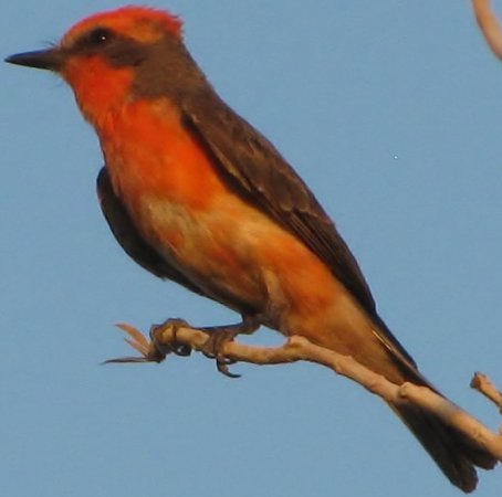 Photo (14): Vermilion Flycatcher