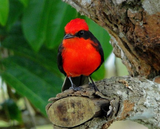 Photo (16): Vermilion Flycatcher