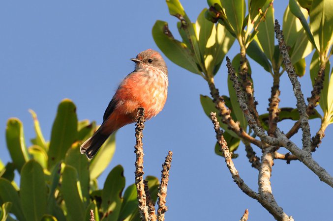 Photo (21): Vermilion Flycatcher