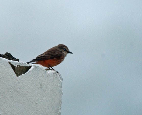 Photo (18): Vermilion Flycatcher