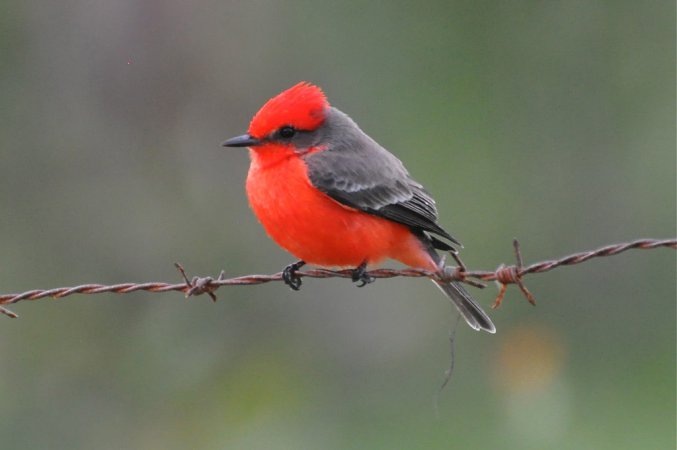 Photo (19): Vermilion Flycatcher