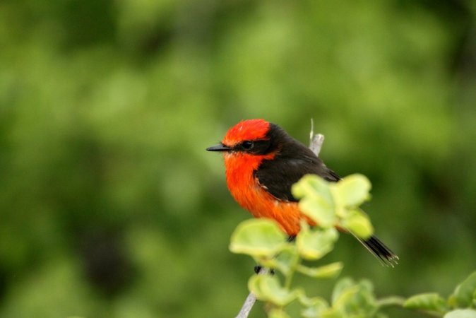 Photo (20): Vermilion Flycatcher