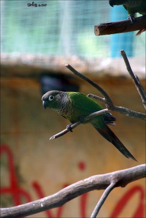 Photo (1): Green-cheeked Parakeet