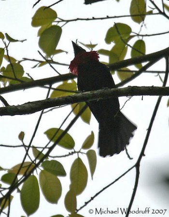 Photo (1): Purple-throated Fruitcrow