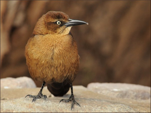 Photo (2): Great-tailed Grackle