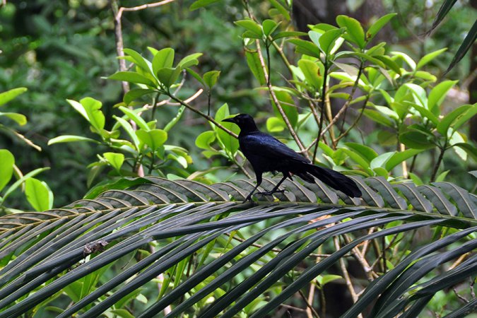 Photo (17): Great-tailed Grackle