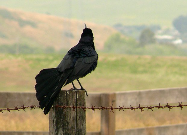 Photo (5): Great-tailed Grackle