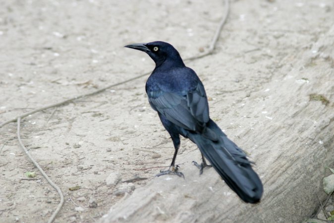 Photo (1): Great-tailed Grackle