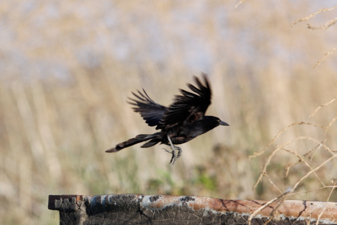 Photo (20): Great-tailed Grackle