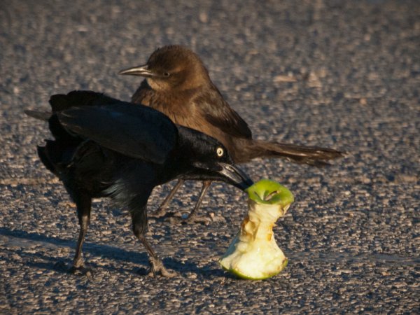 Photo (3): Great-tailed Grackle