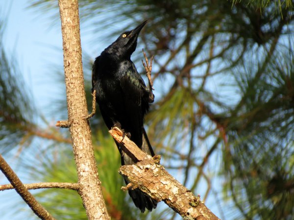 Photo (21): Great-tailed Grackle