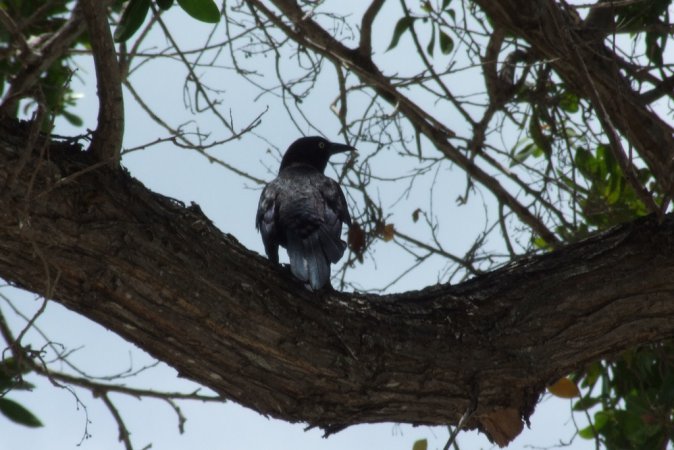 Photo (17): Common Grackle