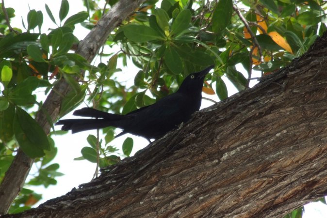 Photo (19): Common Grackle