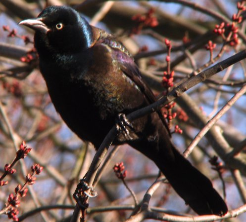 Photo (18): Common Grackle