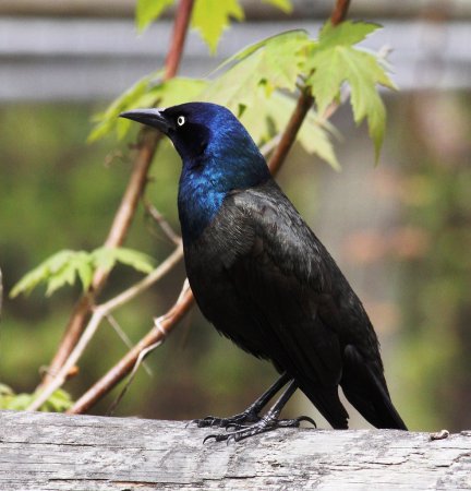 Photo (10): Common Grackle