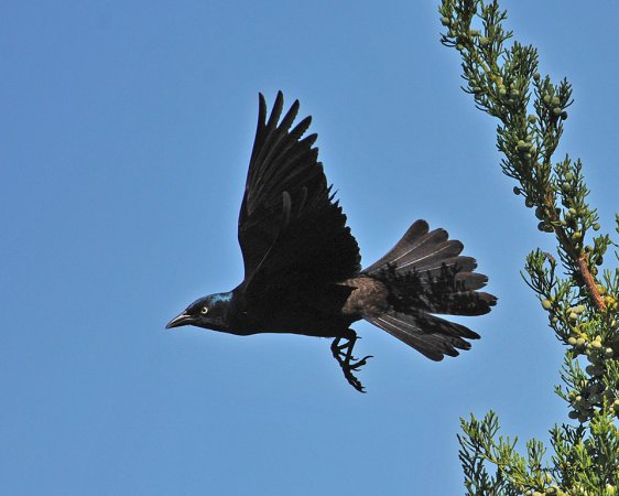 Photo (9): Common Grackle