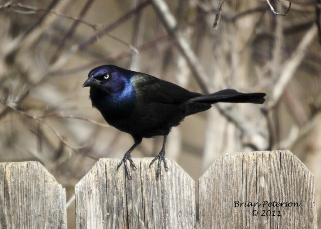 Photo (4): Common Grackle