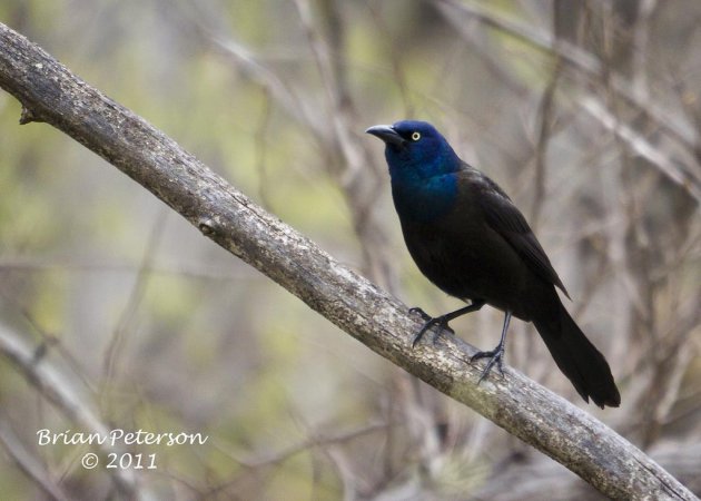 Photo (1): Common Grackle